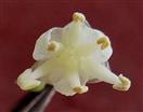 Male flower with pistillode